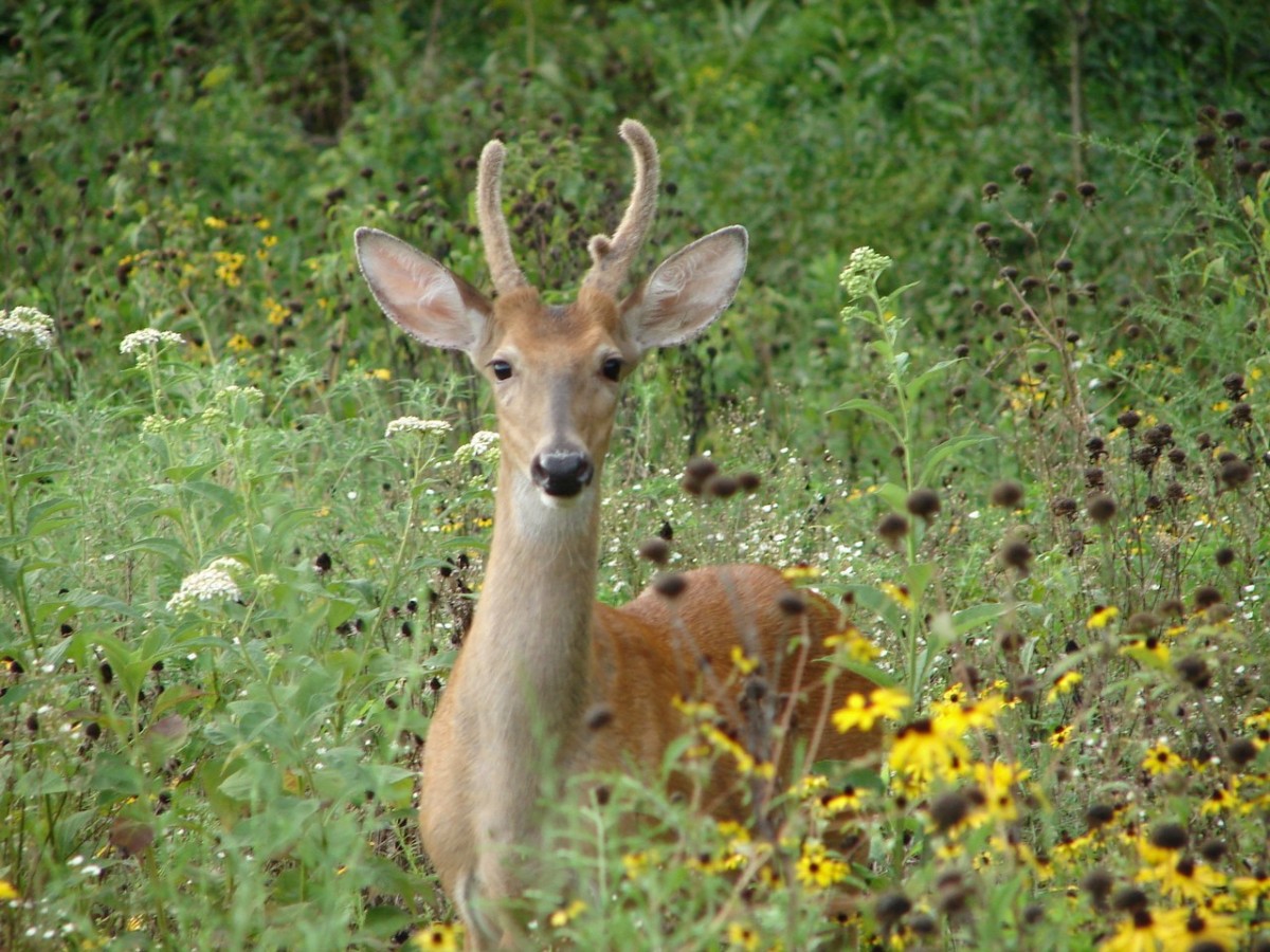 Deer